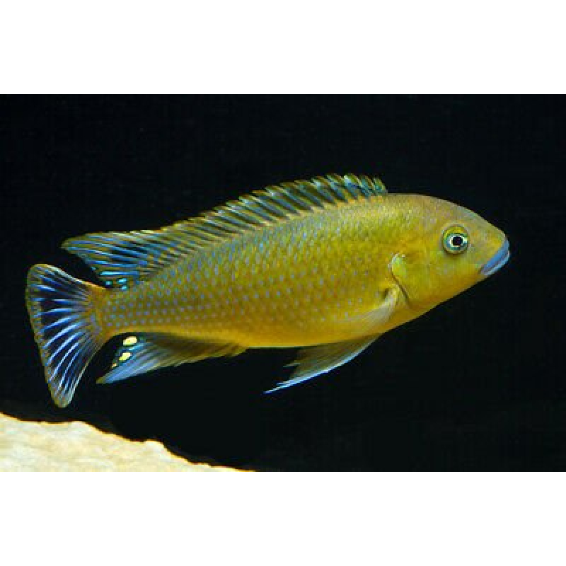 Pseudotropheus Williamsi 5-6cm